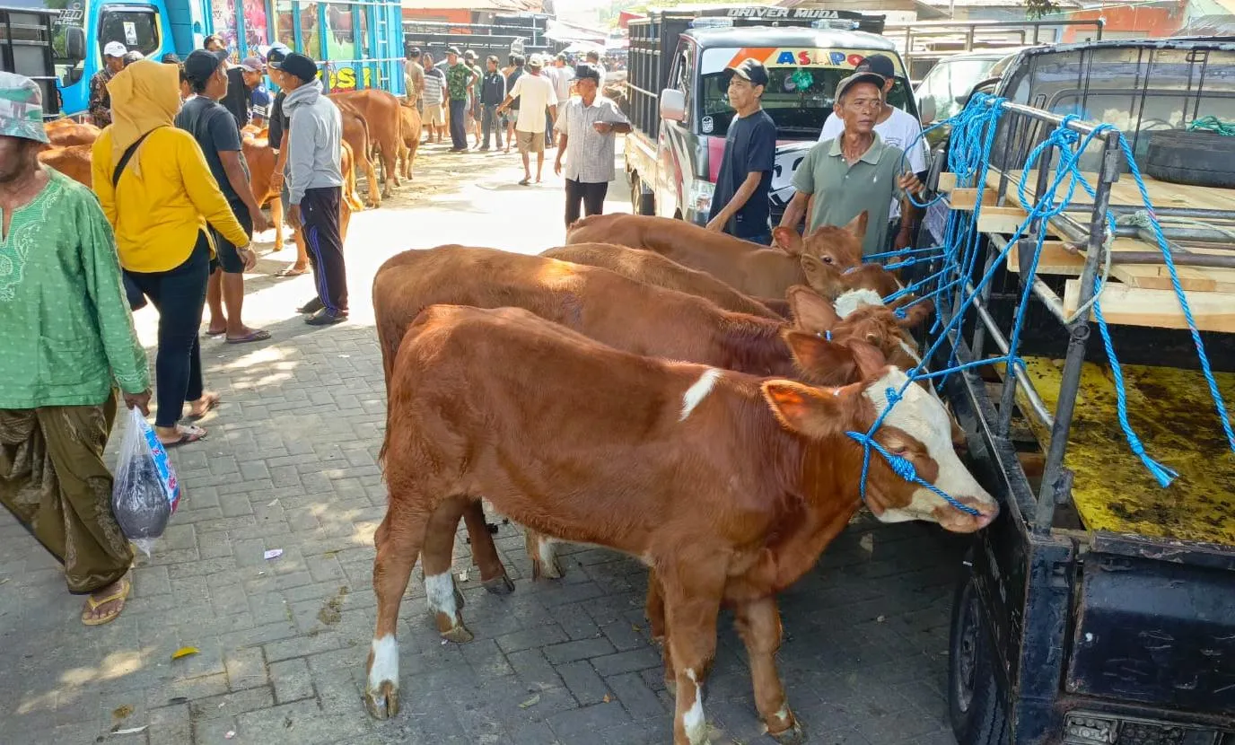 Harga Sapi Naik Drastis,jelang hari Raya qurban