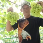 Kreatif Budidaya Anggur Impor, Petani Jombang Ini Sukses Tarik Pembeli dari Berbagai Penjuru