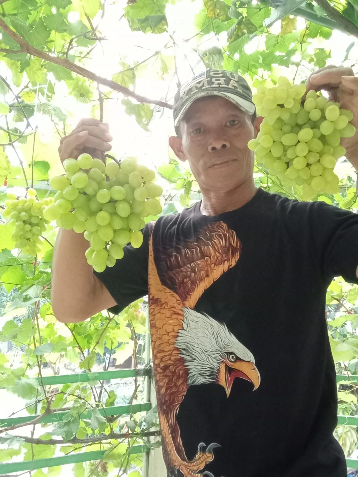 Kreatif Budidaya Anggur Impor, Petani Jombang Ini Sukses Tarik Pembeli dari Berbagai Penjuru