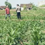 Bhabinkamtibmas Polsek Sukorejo Dampingi Petani Optimalkan Lahan Produktif