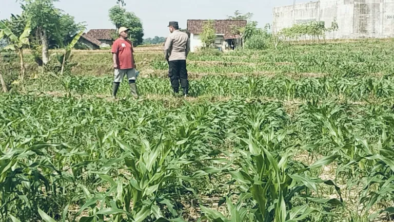 Bhabinkamtibmas Polsek Sukorejo Dampingi Petani Optimalkan Lahan Produktif