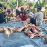 Potong 8 Ekor Sapi dan 12 Ekor kambing Kurban, Intip Kekompakan Warga Desa Talang Alai di Hari Raya Idul Adha