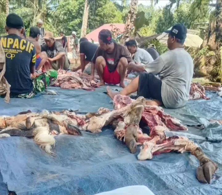 Potong 8 Ekor Sapi dan 12 Ekor kambing Kurban, Intip Kekompakan Warga Desa Talang Alai di Hari Raya Idul Adha