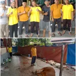 Masjid Nurhidayatullah Potong.Hewan Qurban 6 Ekor Sapi dan 6 Ekor Kambing