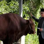 Bantuan Presiden hingga Gotong Royong ASN, Pemkab Kubu Raya Tebar 23 Sapi Kurban