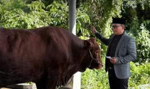 Bantuan Presiden hingga Gotong Royong ASN, Pemkab Kubu Raya Tebar 23 Sapi Kurban