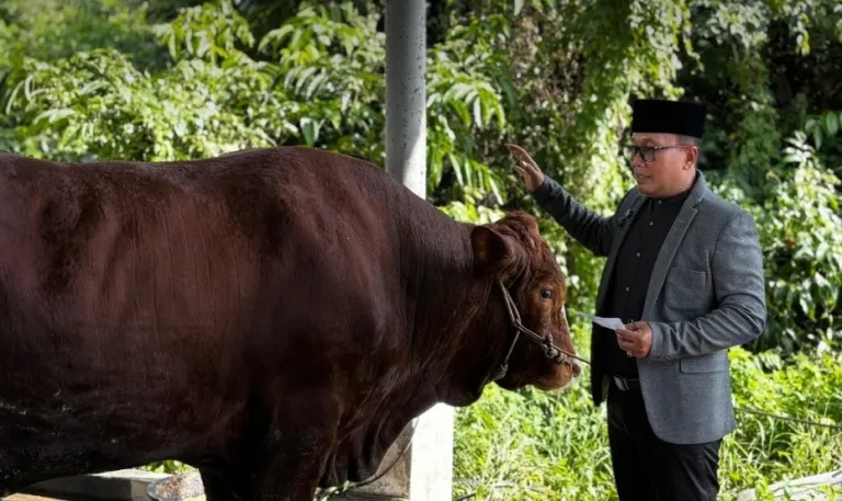 Bantuan Presiden hingga Gotong Royong ASN, Pemkab Kubu Raya Tebar 23 Sapi Kurban