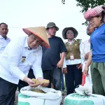 Taksi Alsintan Permudah Petani, Bupati Samosir Vandiko T. Gultom Turun Langsung Panen Padi Bersama Masyarakat