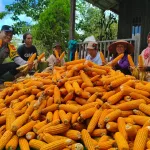 Dukung Ketahanan Pangan Nasional,  Kapolsek Manis Mata Dan Anggota Panen.Jagung  Hibrida