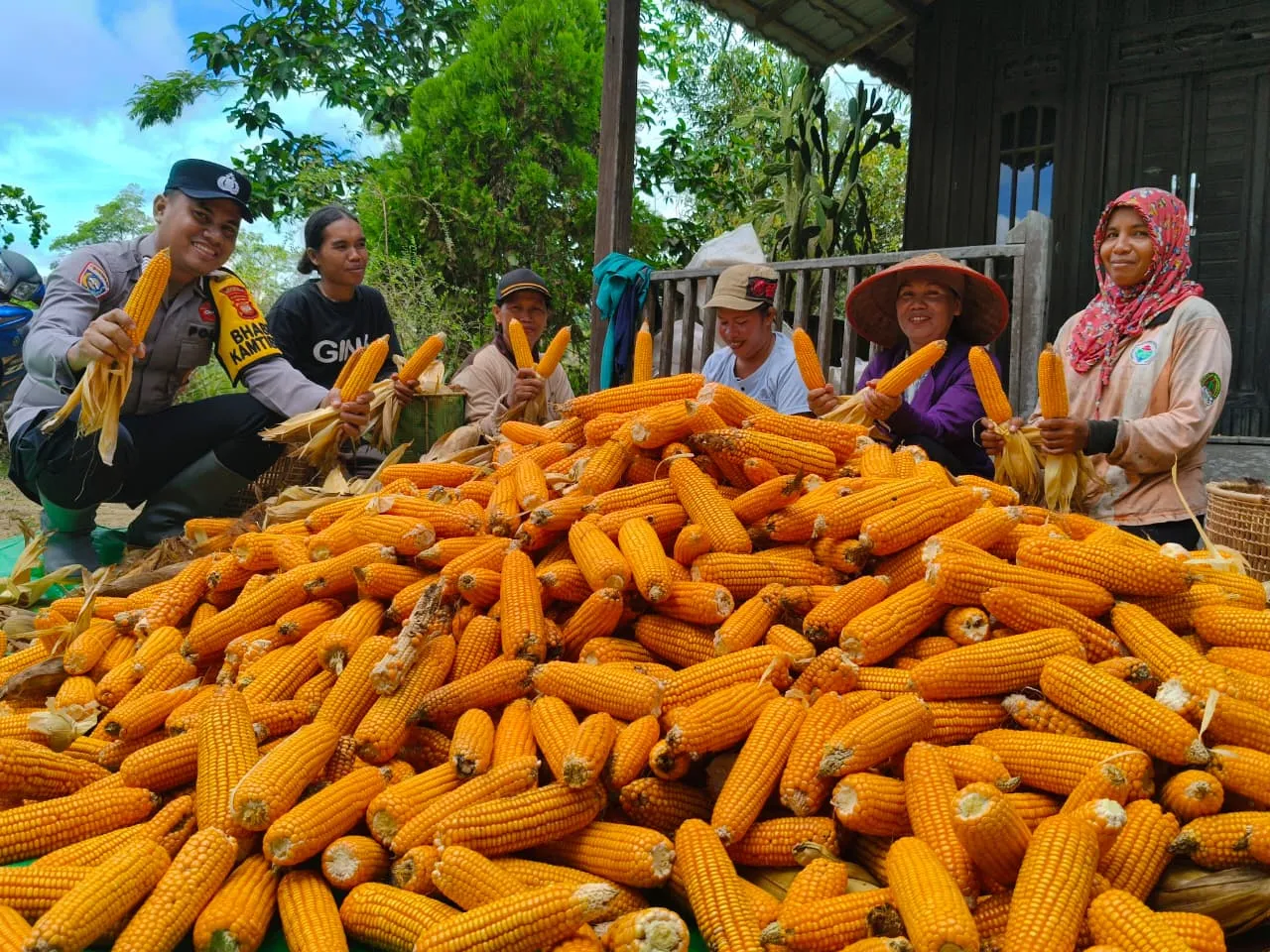 Dukung Ketahanan Pangan Nasional,  Kapolsek Manis Mata Dan Anggota Panen.Jagung  Hibrida