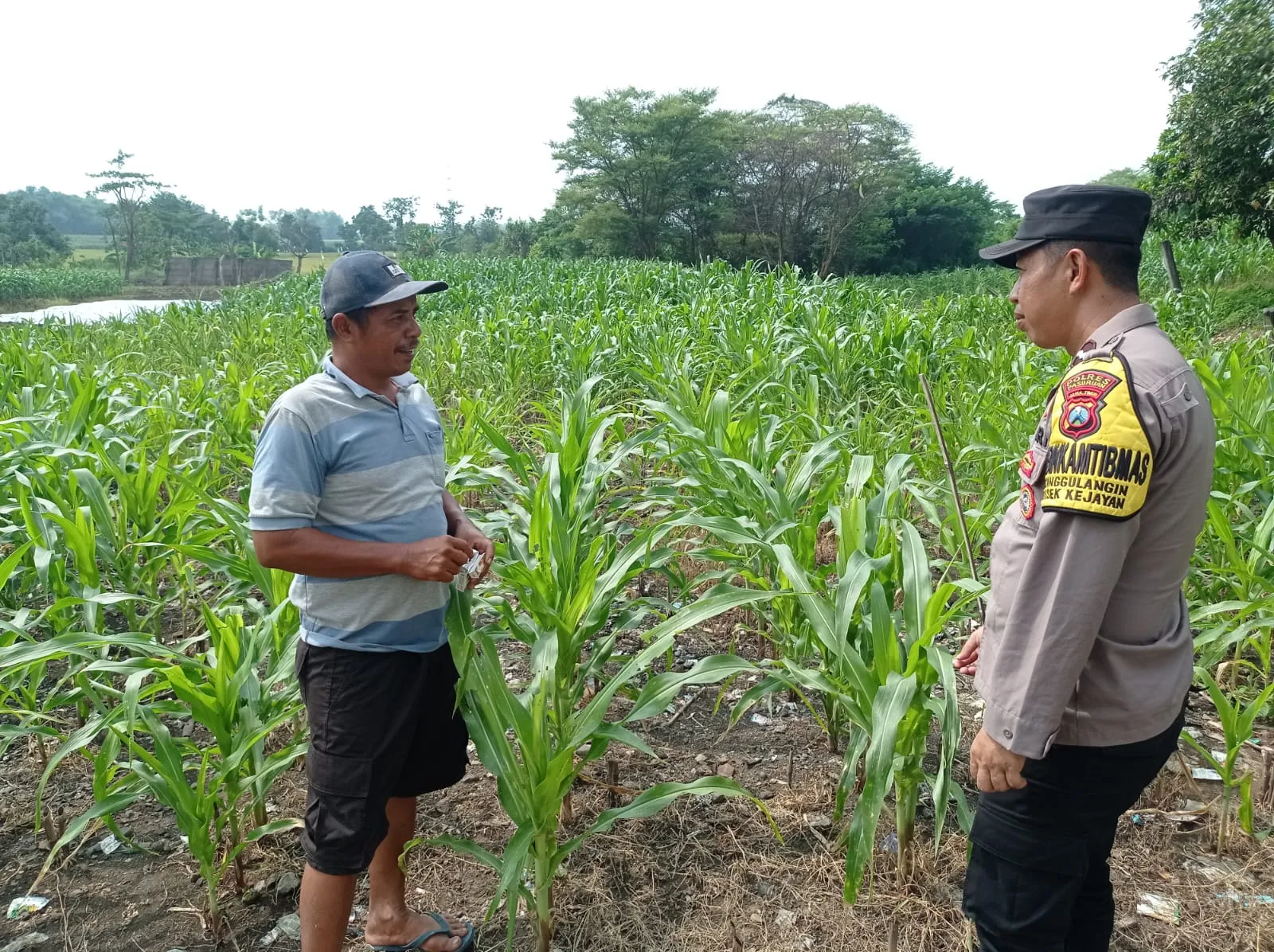 Gugus Tugas Polsek Kejayan Pantau Tanaman Jagung di Tanggulangin, Wujudkan Asta Cita Ketahanan Pangan