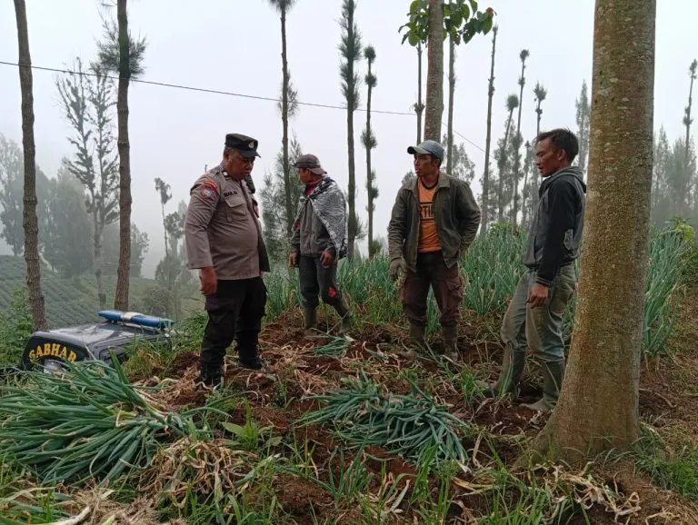Bhabinkamtibmas Polsek Tosari Pantau Lahan Bawang Prei, Dukung Program Ketahanan Pangan Nasional