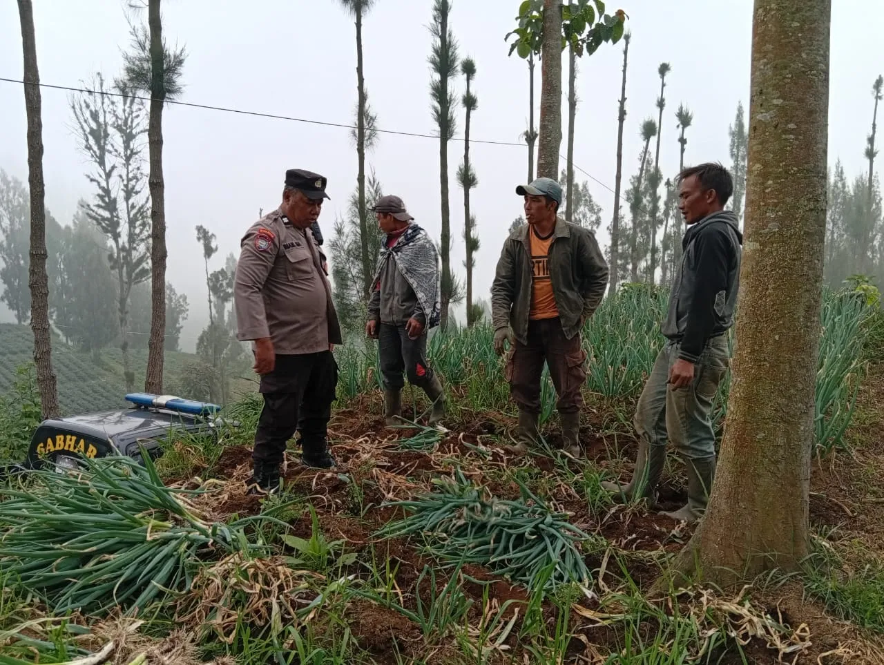 Bhabinkamtibmas Polsek Tosari Pantau Lahan Bawang Prei, Dukung Program Ketahanan Pangan Nasional