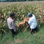 Bhabinkamtibmas Pekoren Pantau Lahan Jagung di Rembang, Kawal Asta Cita Ketahanan Pangan