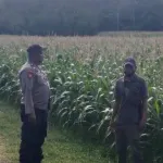 Polsek Kangean Lakukan Pengecekan Tanaman Jagung Untuk Dukung Ketahanan Pangan Di Wilayah Kepulauan