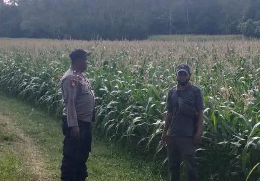 Polsek Kangean Lakukan Pengecekan Tanaman Jagung Untuk Dukung Ketahanan Pangan Di Wilayah Kepulauan