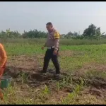 Polisi Bangil Aktif Bersama Kelompok Tani Gempeng Monitoring Lahan Jagung