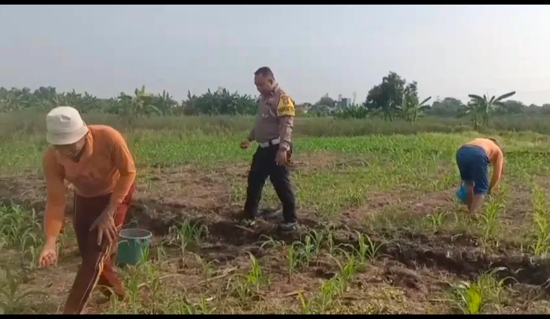 Polisi Bangil Aktif Bersama Kelompok Tani Gempeng Monitoring Lahan Jagung