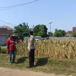 Polisi Sambangi Petani Jagung di Triwung Kidul, Perkuat Ketahanan Pangan Nasional