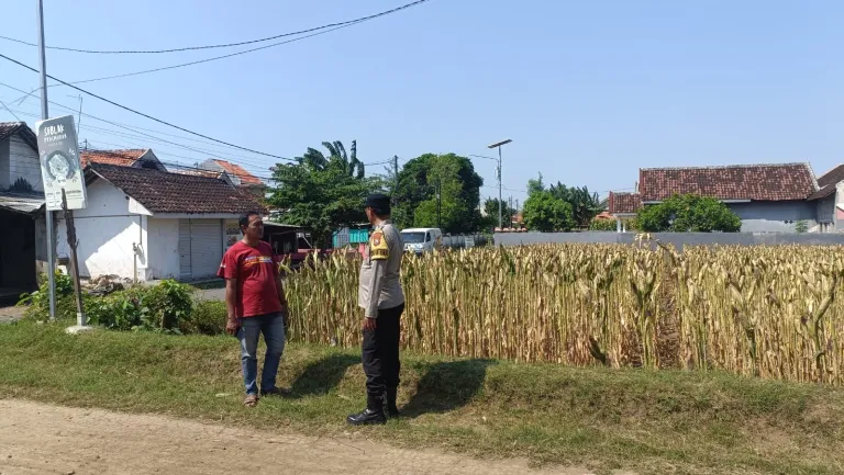 Polisi Sambangi Petani Jagung di Triwung Kidul, Perkuat Ketahanan Pangan Nasional