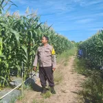 *Bintara Penggerak Ketahanan Pangan Desa Tempurukan Laksanakan Pengecekan Tanaman Jagung Hibrida*