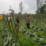 Polisi Turun ke Lahan, Pantau Perkembangan Kubis di Desa Gendro