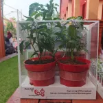 Unik! Suvenir Bibit Cabai dan Karangan Bunga Bibit Jeruk Warnai HUT ke-108 Kota Mojokerto