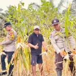 Polsek Simpang Dua Laksanakan Pemanenan Jagung Hibrida Milik Poktan Dua Makmur di Desa Semandang Kanan