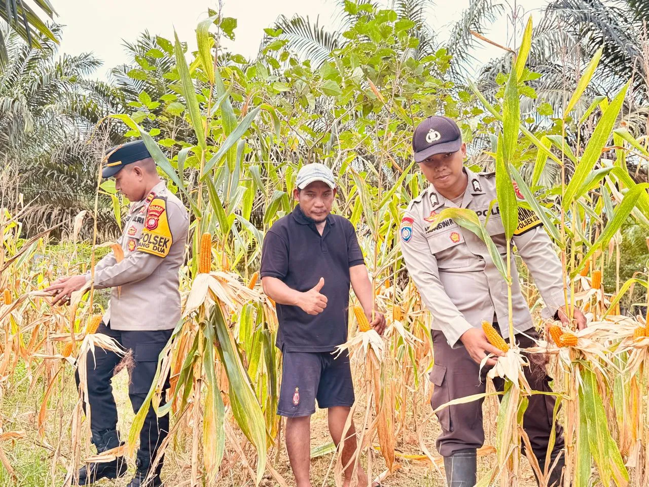 Polsek Simpang Dua Laksanakan Pemanenan Jagung Hibrida Milik Poktan Dua Makmur di Desa Semandang Kanan