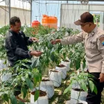 Dukung Ketahanan Pangan, Polsek Batuputih Dampingi Petani Cabe