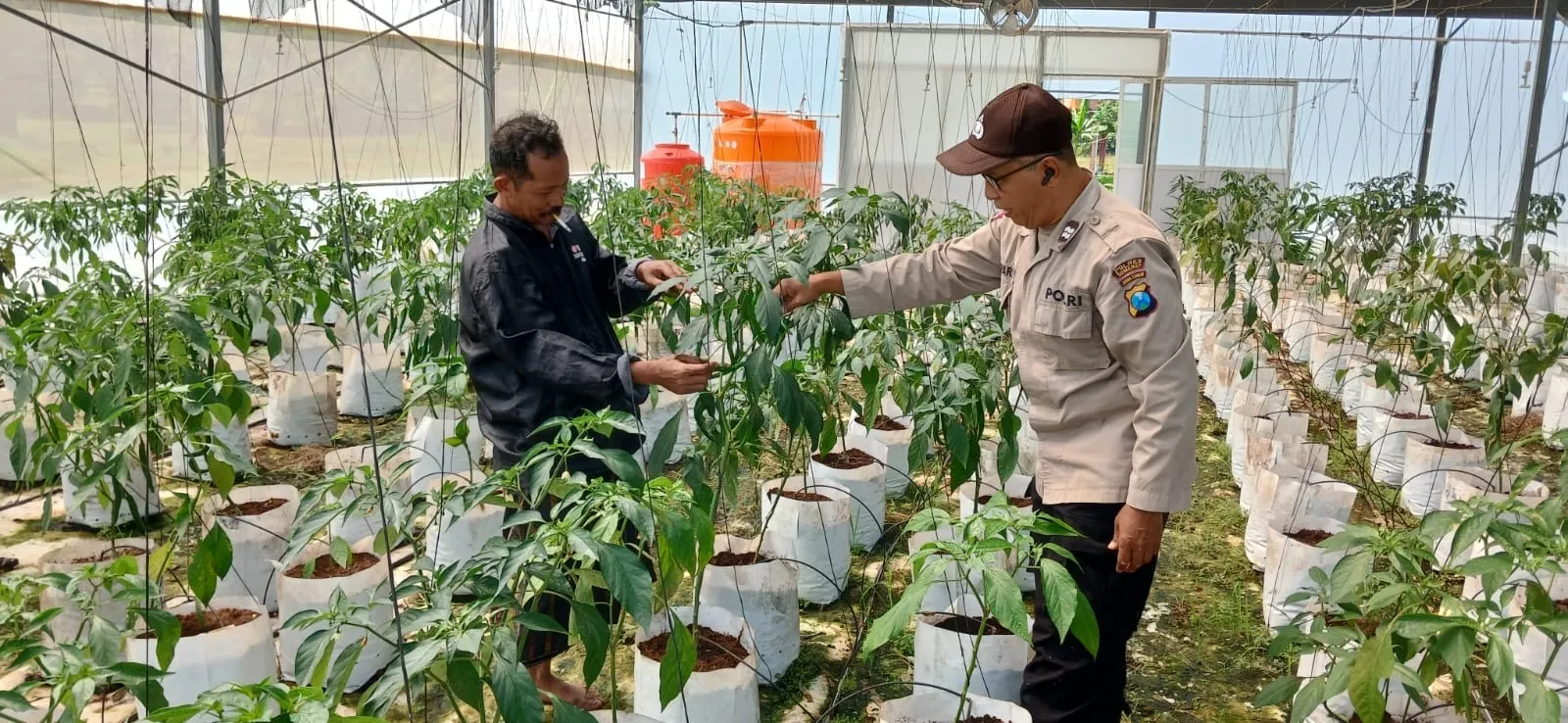 Dukung Ketahanan Pangan, Polsek Batuputih Dampingi Petani Cabe