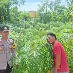 Polsek Kangayan Hadir, Sapa Petani Singkong Wujudkan Dukung Ketahanan Pangan