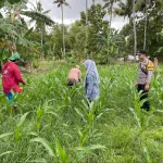 Bhbinkamtibmas Polsek Batang Batang Monitoring Perkembangan Tanaman Jagung Untuk Dukung Ketahanan Pangan Nasional