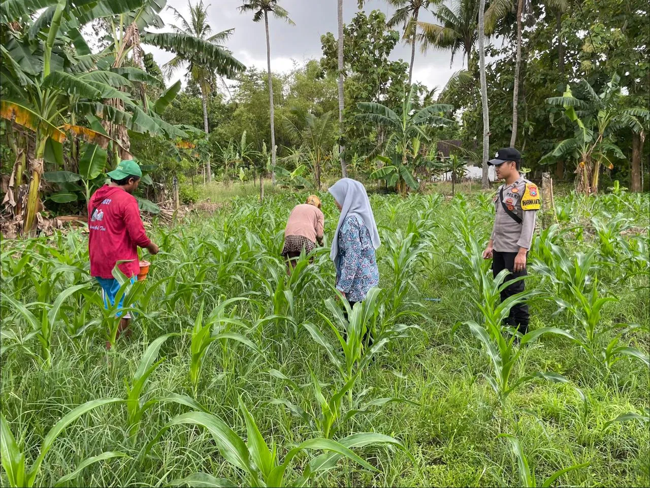 Bhbinkamtibmas Polsek Batang Batang Monitoring Perkembangan Tanaman Jagung Untuk Dukung Ketahanan Pangan Nasional