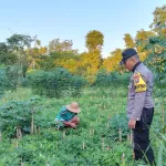 Polsek Saronggi Hadir Dukung Ketahanan Pangan, Sambangi dan Pantau Lahan Pertanian Warga