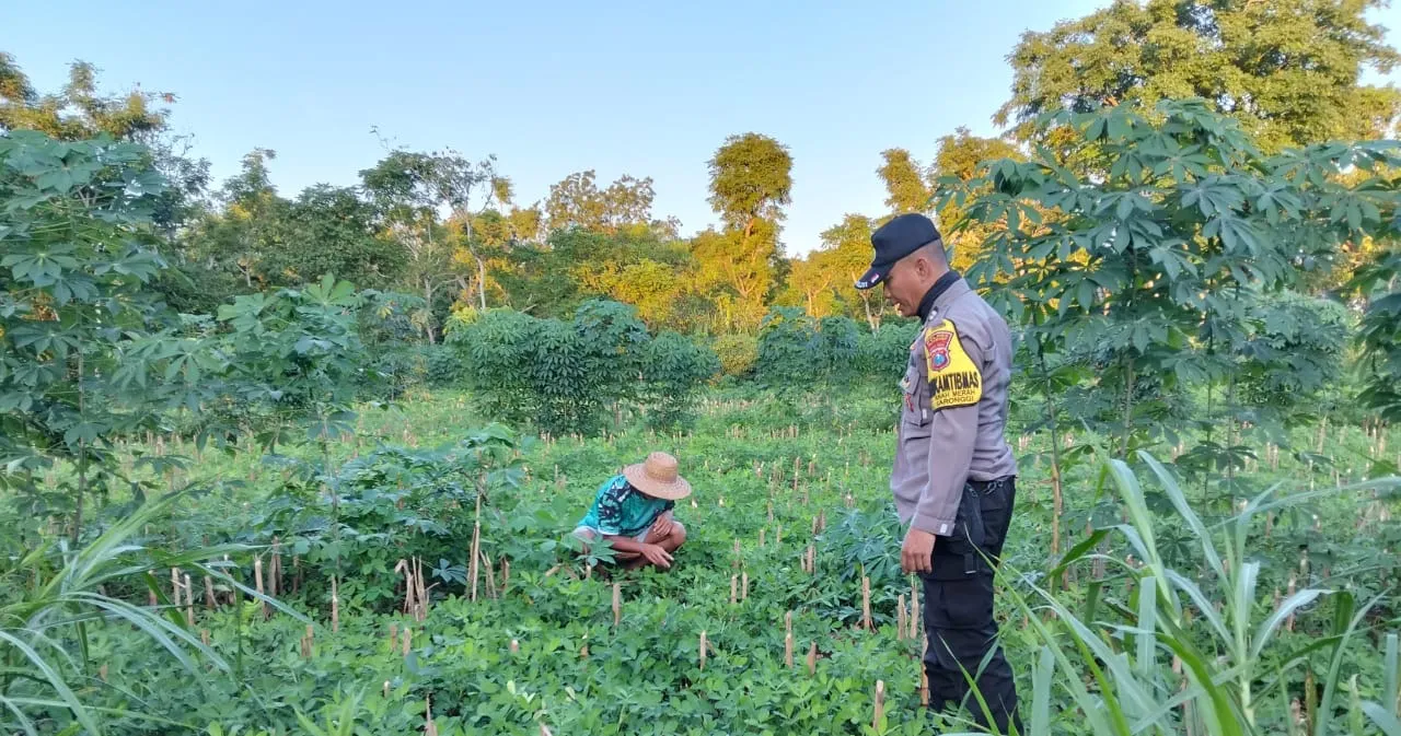 Polsek Saronggi Hadir Dukung Ketahanan Pangan, Sambangi dan Pantau Lahan Pertanian Warga