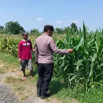Bhabinkamtibmas Sukorejo Cek Pertumbuhan Jagung Warga