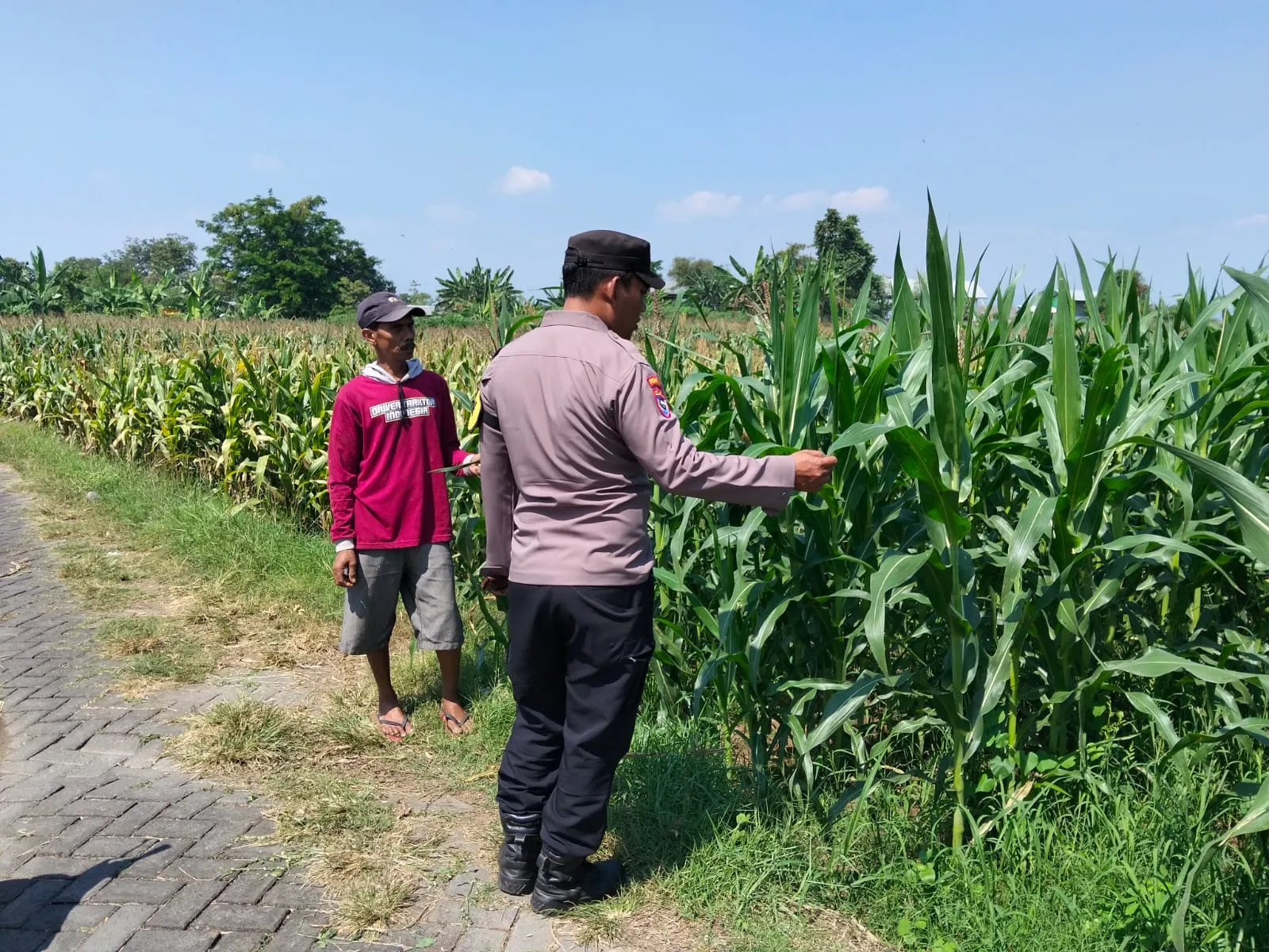 Bhabinkamtibmas Sukorejo Cek Pertumbuhan Jagung Warga