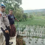 Bhabinkamtibmas Polsek Nongkojajar Pantau Tanaman Cabai, Dukung Program Pekarangan Pangan Bergizi di Tutur