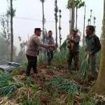 Polsek Tosari Dampingi Petani Bawang, Wujudkan Ketahanan Pangan di Lereng Bromo*
