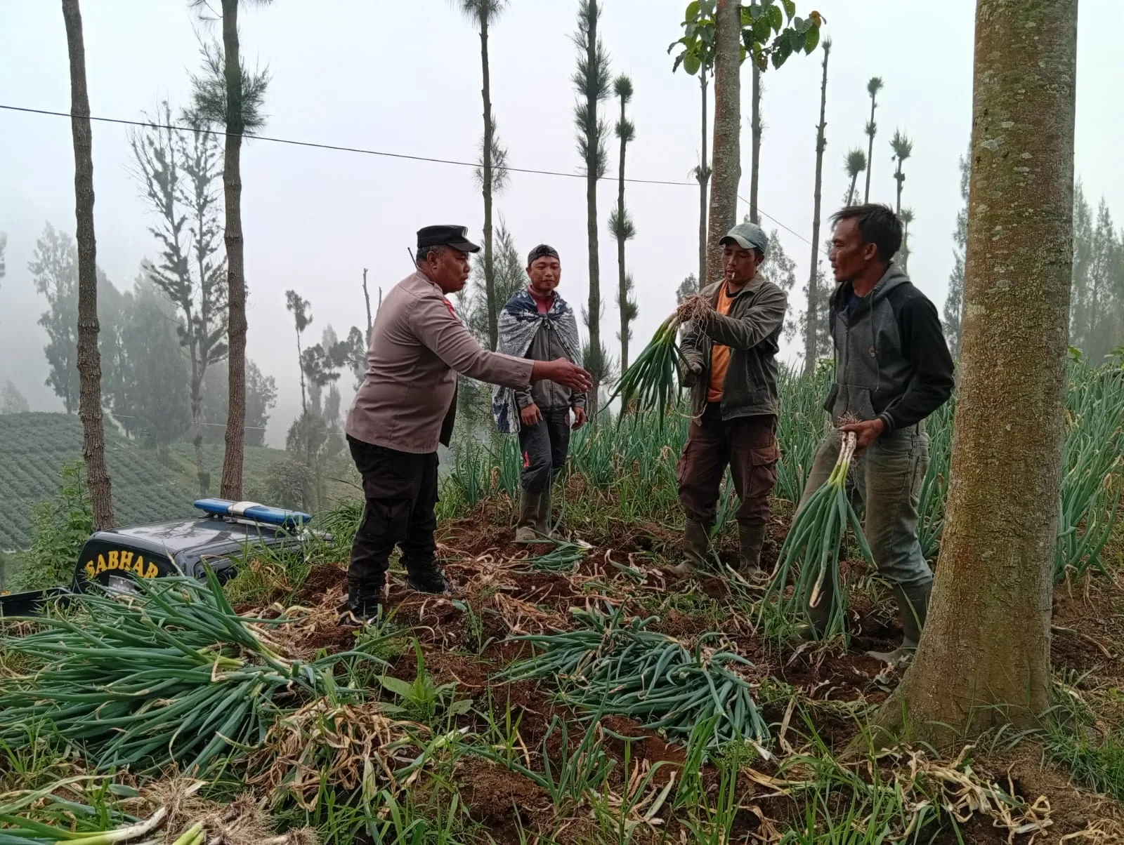 Polsek Tosari Dampingi Petani Bawang, Wujudkan Ketahanan Pangan di Lereng Bromo*