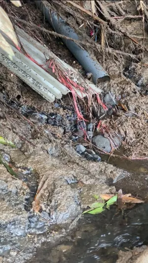 Investigasi: Dugaan Pembuangan Limbah Cair Peternakan Ayam ke Sungai di Lumajang Terungkap, Pengakuan Pemilik Jadi Sorotan