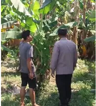 Bhabinkamtibmas Polsek Rembang Pantau Lahan Pisang Cavendish Dukung Program Ketahanan Pangan Nasional