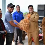 Program Kolaborasi Sumut Berkah, Bupati Samosir Vandiko Gultom Bagikan  5 Ton Bibit Kentang di Desa Hariara Pintu