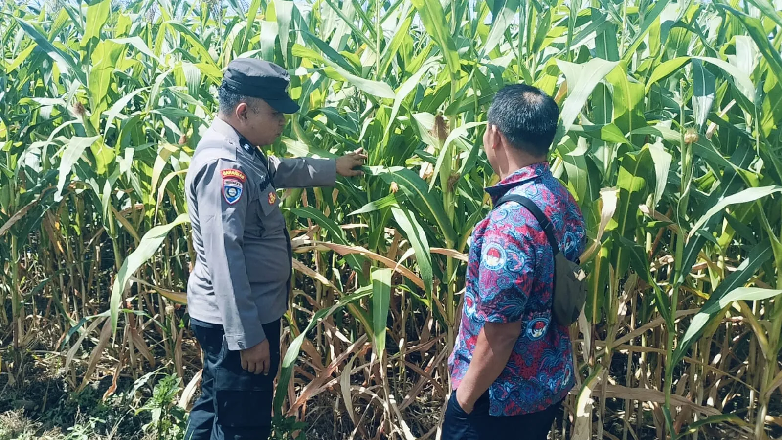 Bhabinkamtibmas Polsek Sukorejo Dorong Petani Optimalkan Lahan Produktif