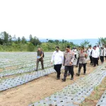Wujudkan Swasembada Pangan Nasional, Bupati Samosir Bersama Kapolda Sumut Tinjau Lokasi Penanaman Bawang Putih