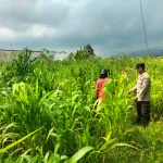 Bukan Sekadar Patroli, Polisi di Tutur Kini Aktif Dampingi Petani Jagung