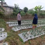 Polri Dampingi Program Pekarangan Pangan Bergizi di Desa Pungging
