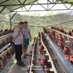 Budidaya Ayam Petelur di Kalisat Berkembang Baik, Bhabinkamtibmas Dukung Ketahanan Pangan
