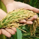 Musim Kemarau Ekstrem, Pemkot Cimahi Amankan Puluhan Ton Beras Cadangan dan Genjot Urban Farming